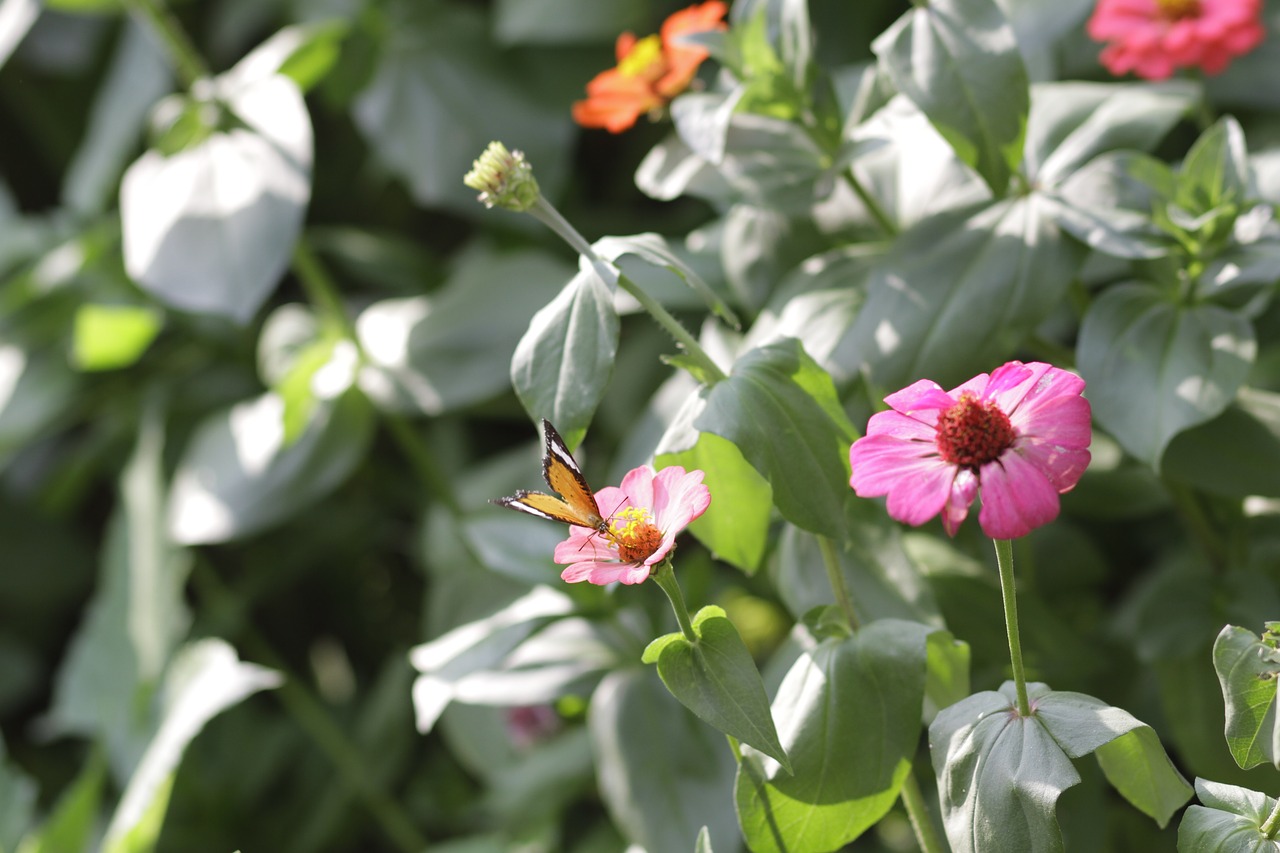 flower  butterfly  nature free photo