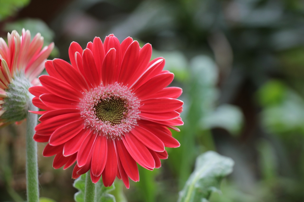 flower  red  bloom free photo