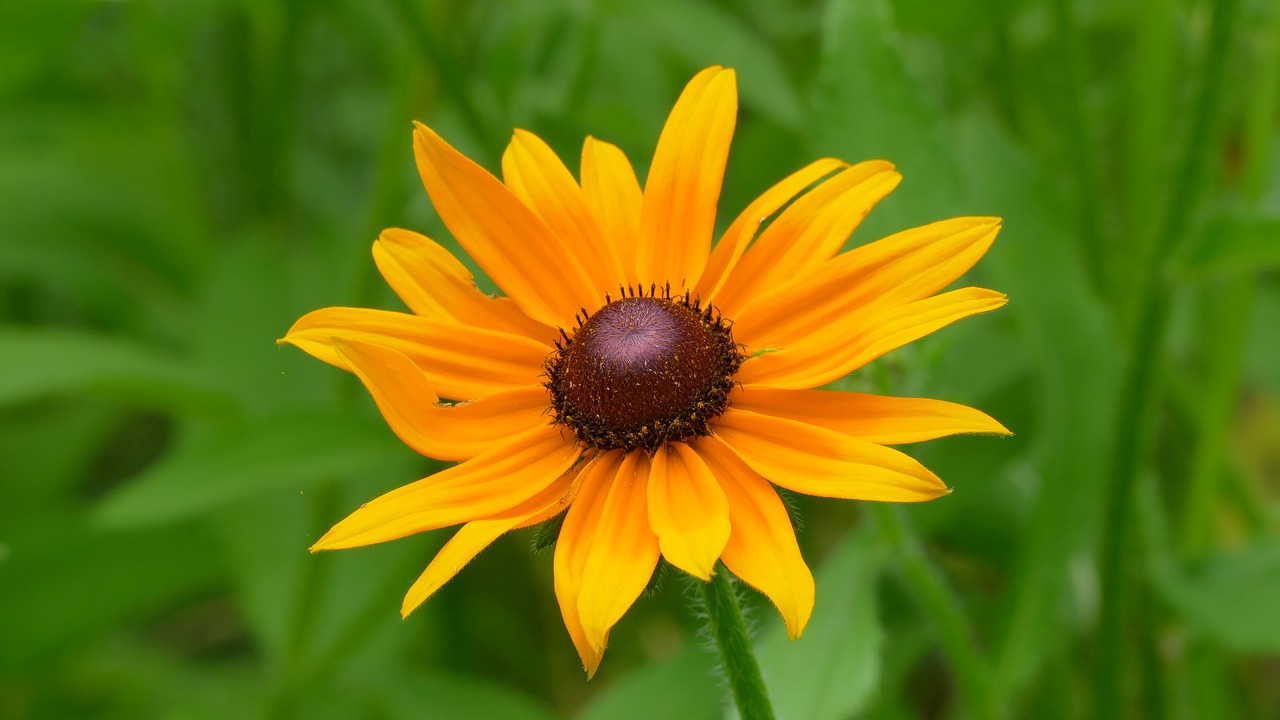 flower  yellow  garden free photo