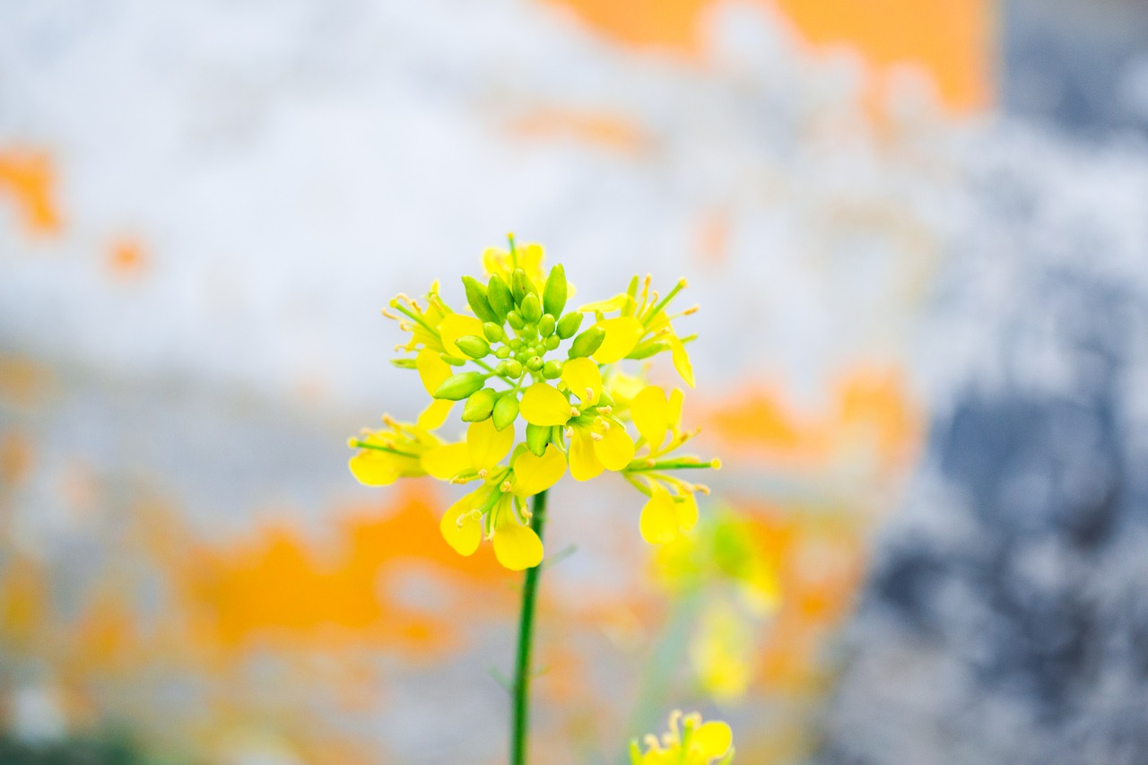 flower  micro  closeup free photo