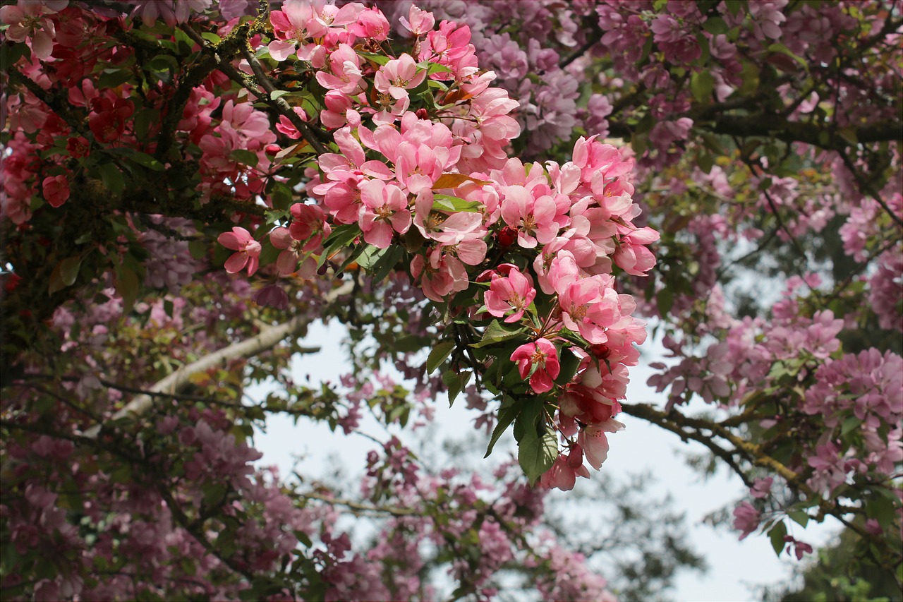 blossom bloom ornamental cherry free photo