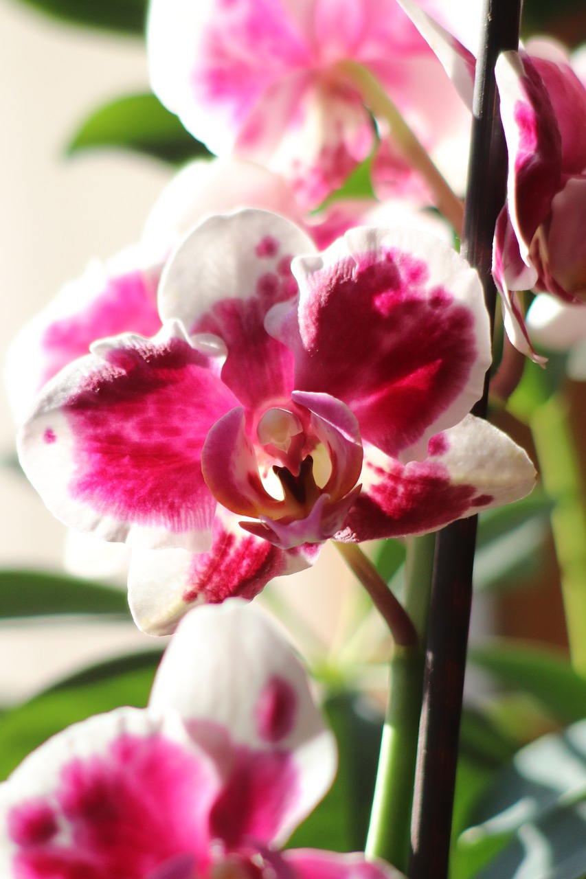 flower  orchids  blossom free photo