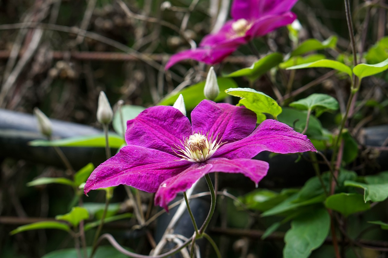 flower  garden  bloom free photo