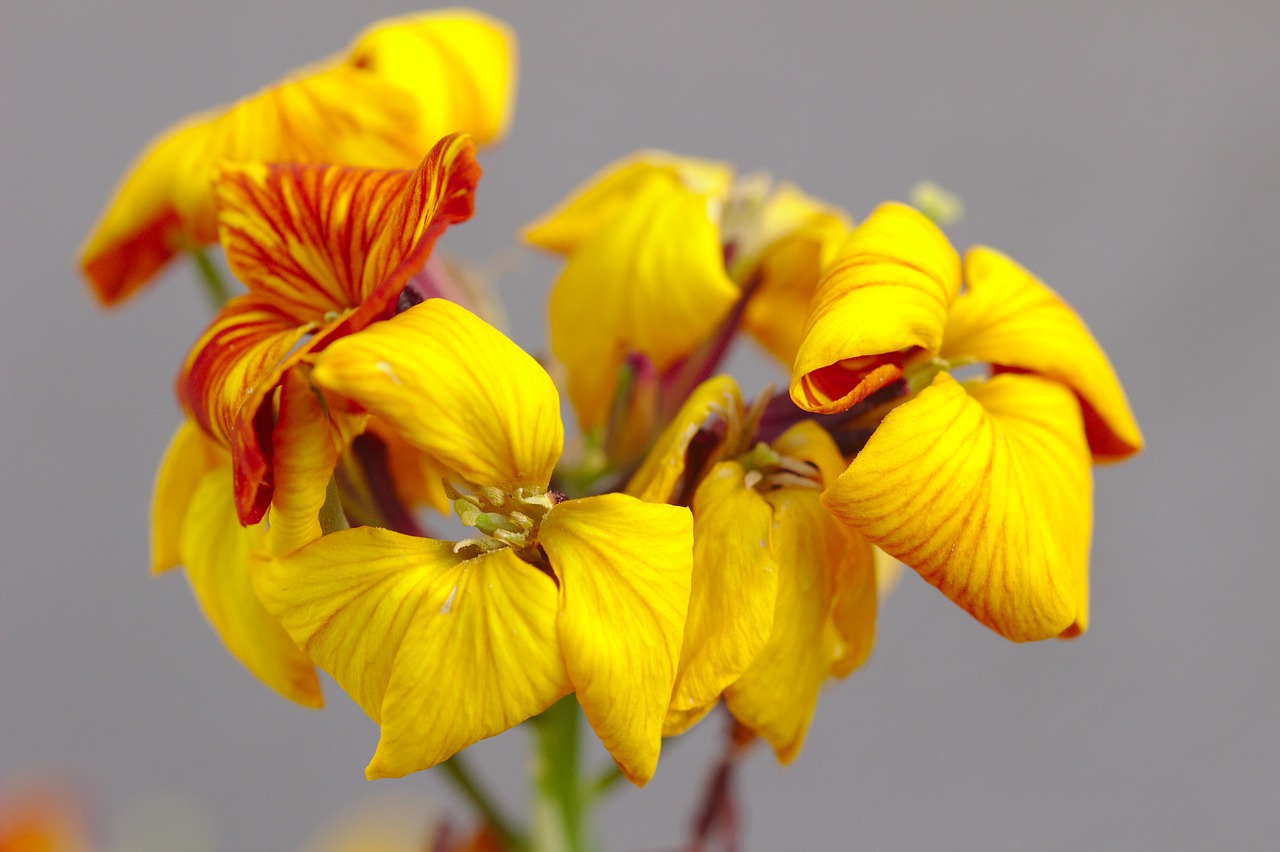 flower  yellow  petals free photo