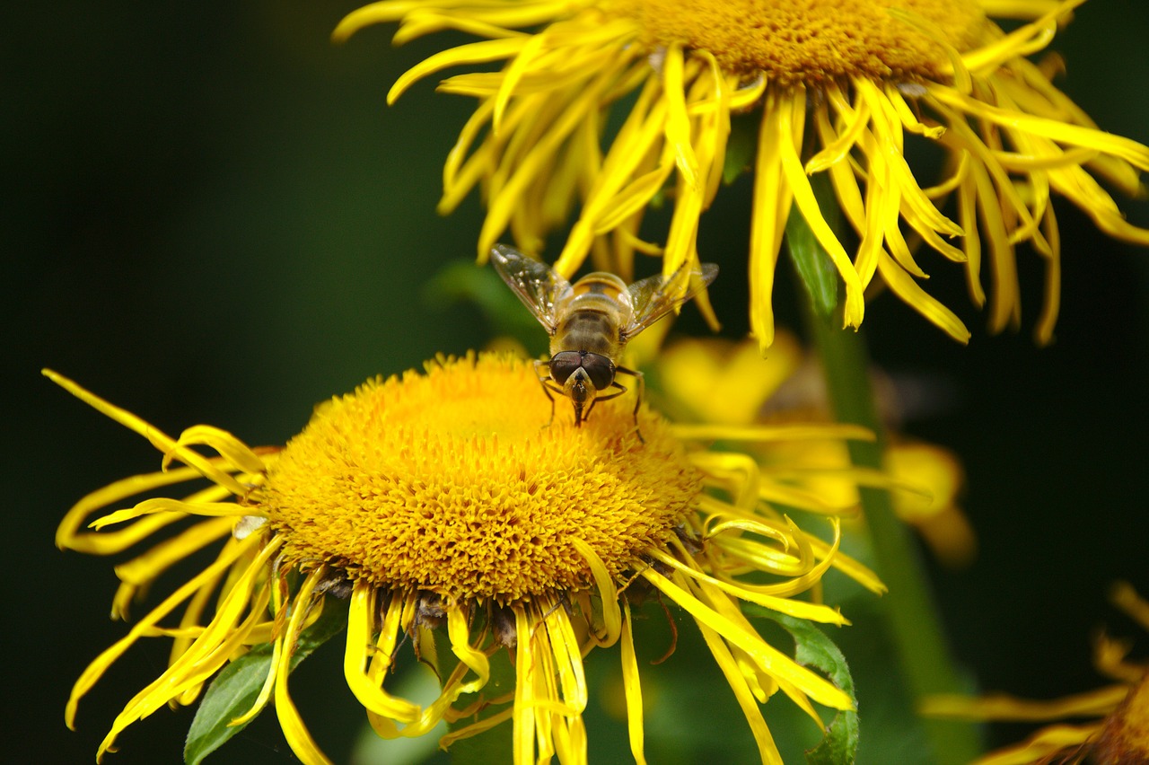 flower  yellow  bee free photo