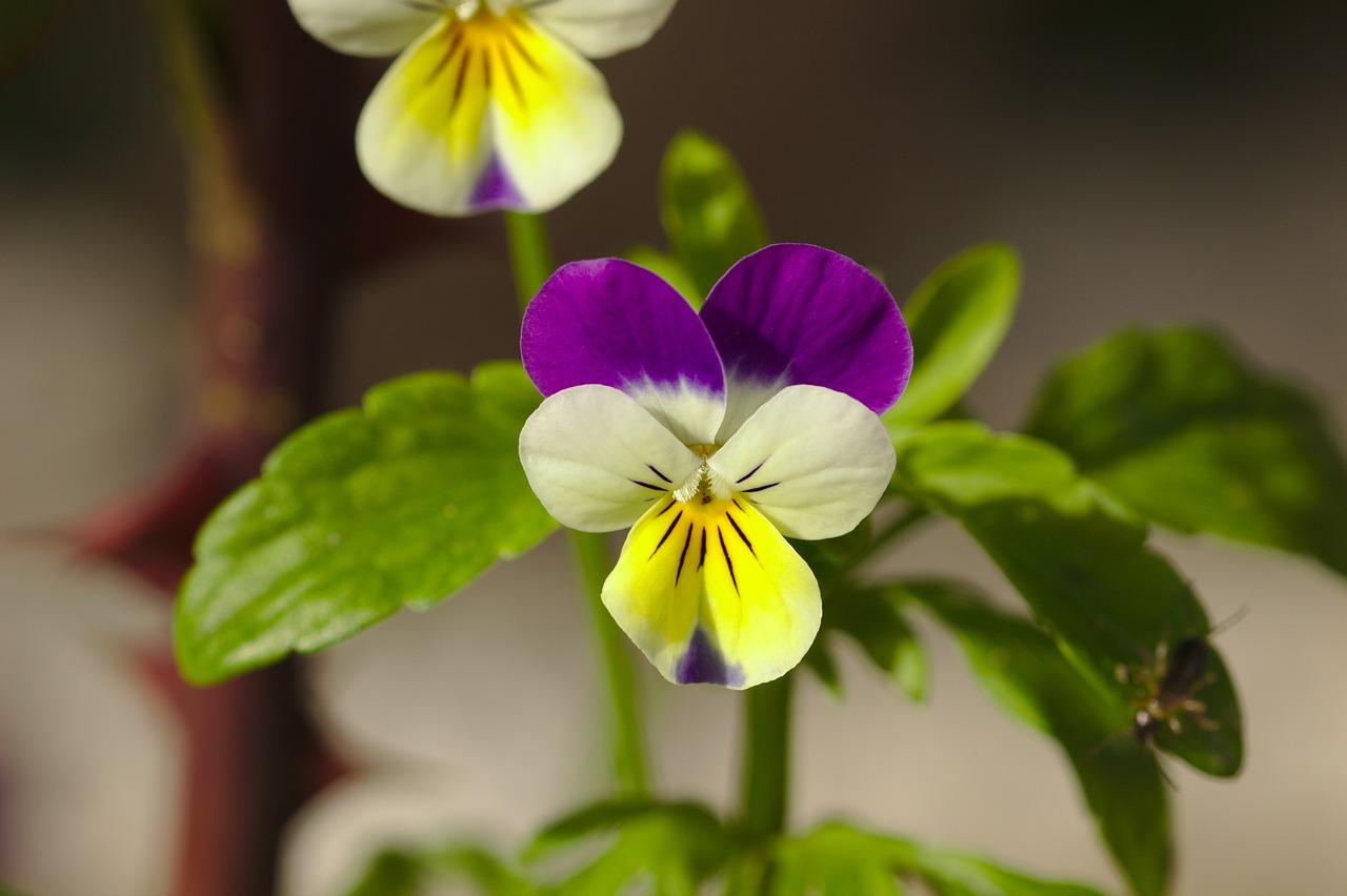 flower  pansy  garden free photo