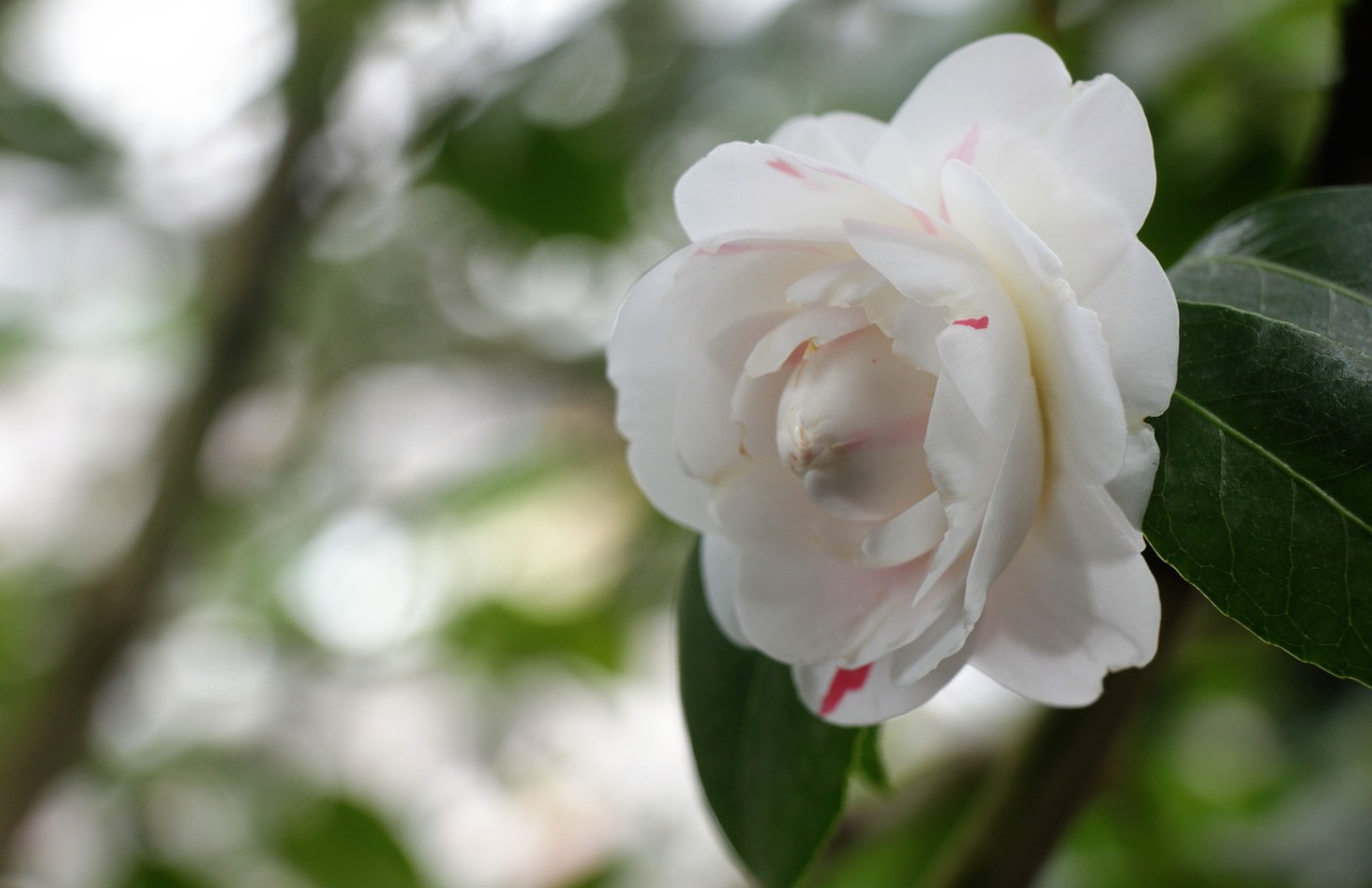 flower  white  bloom free photo