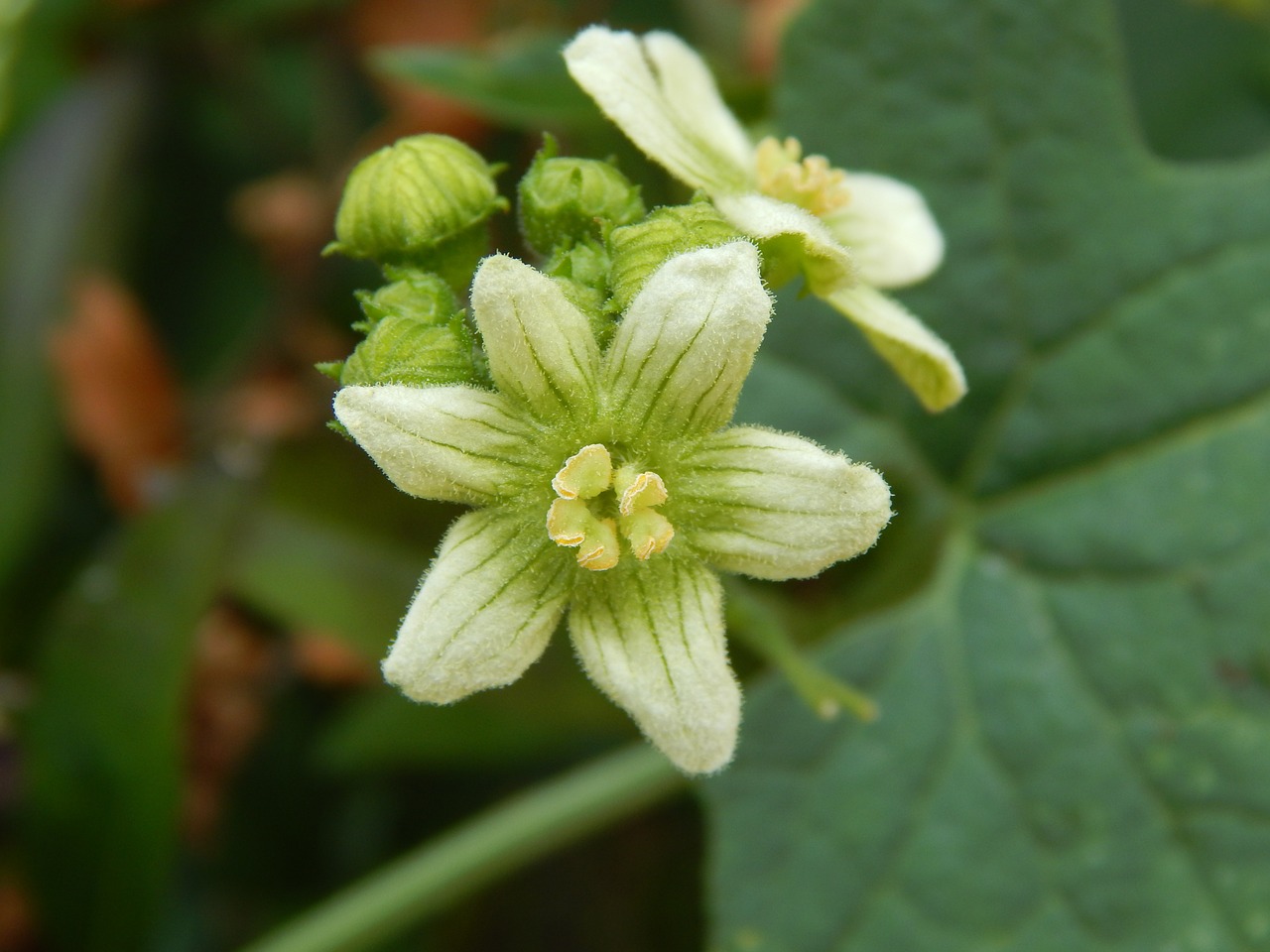 flower plant nature free photo