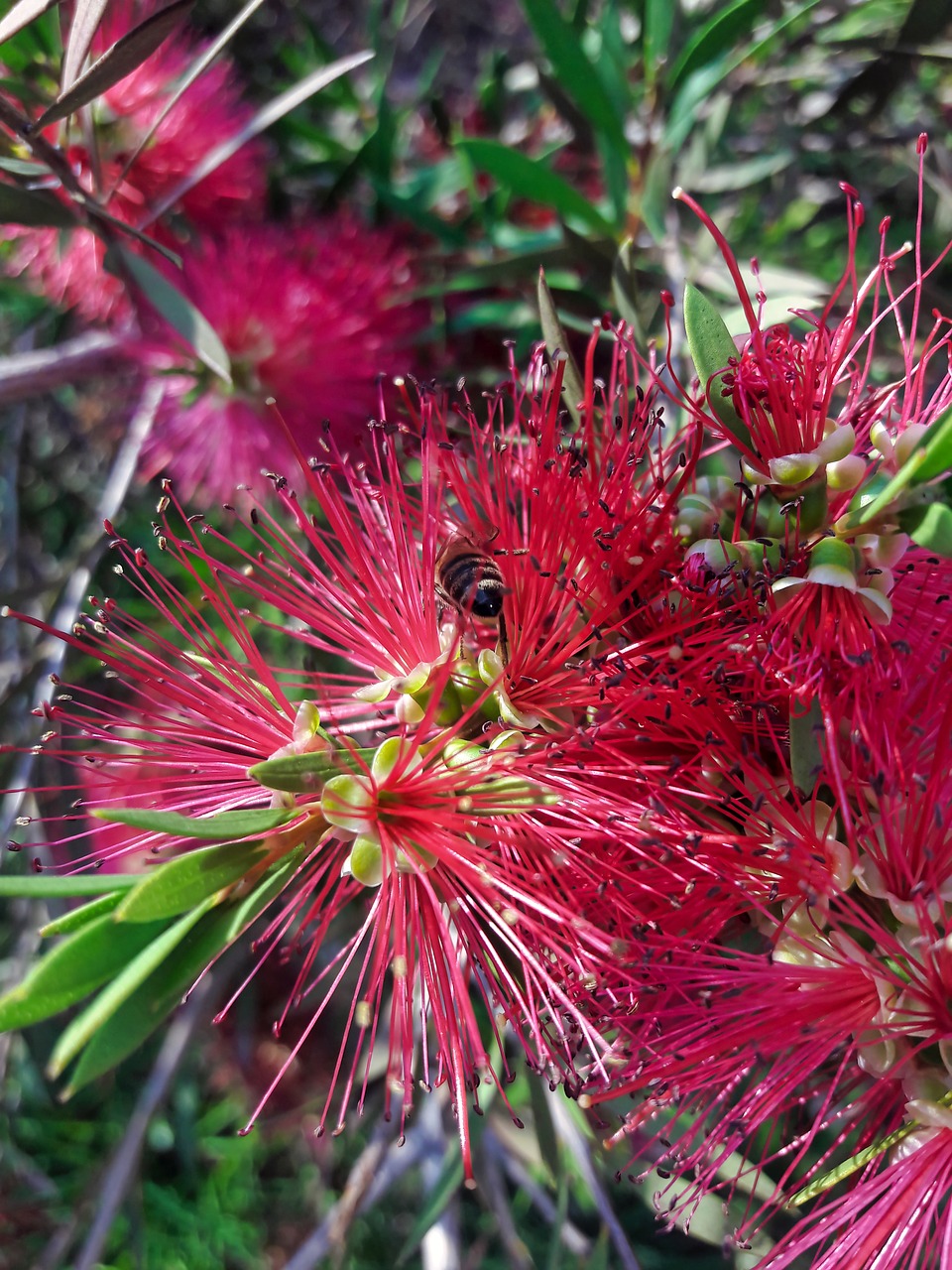 flower  plant  needle free photo