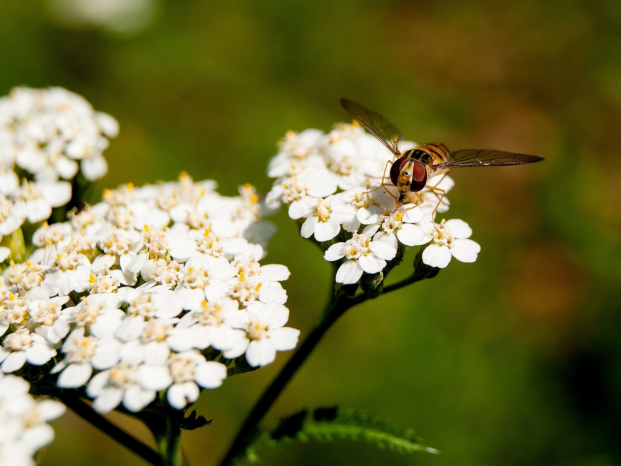 flower  wasp  insect free photo