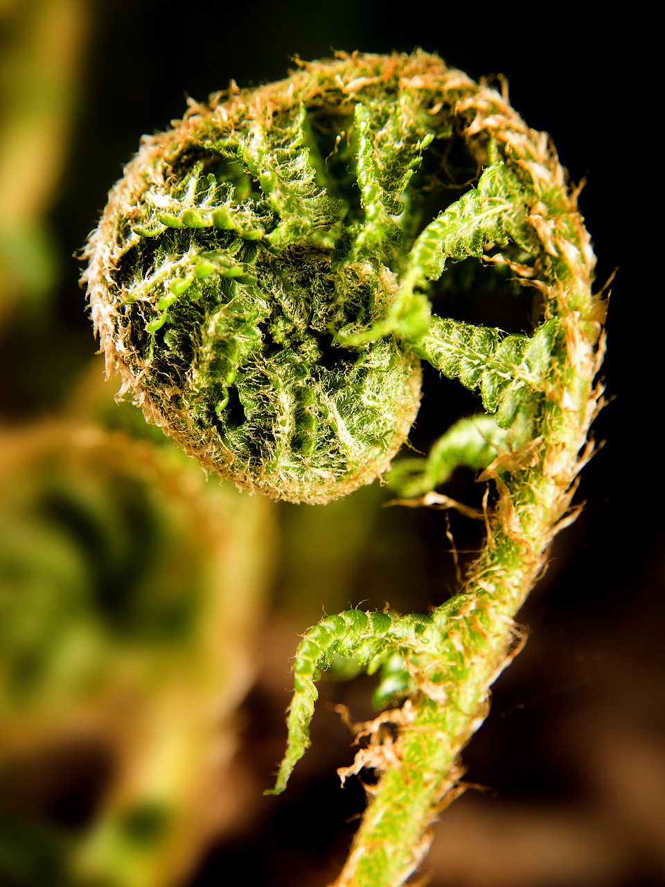 flower  bracken  fern free photo