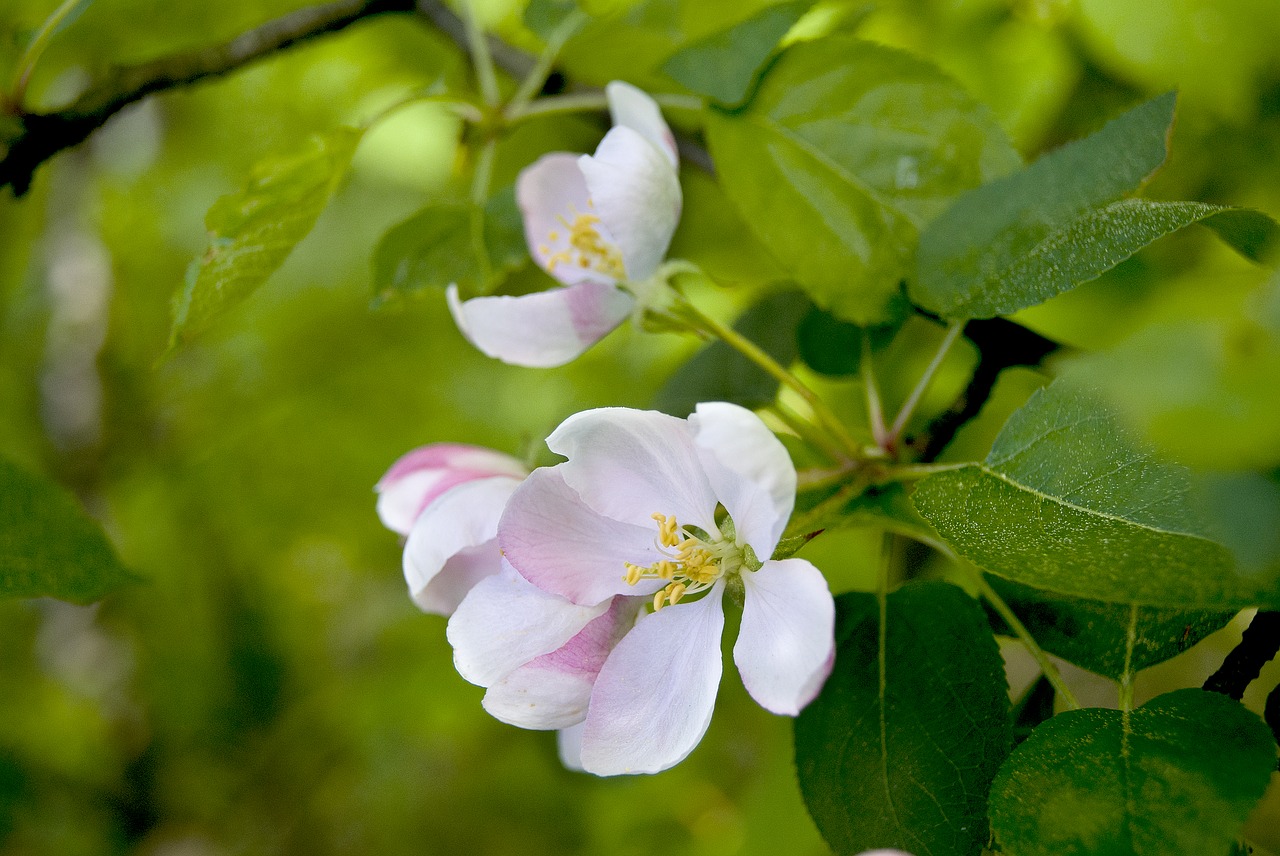 flower  apple tree  spring free photo