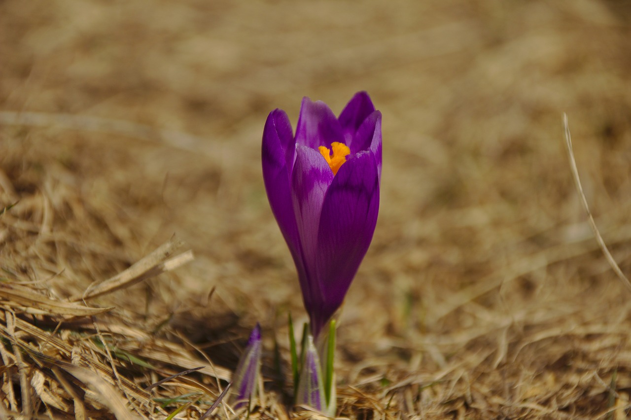 flower  mov  field free photo