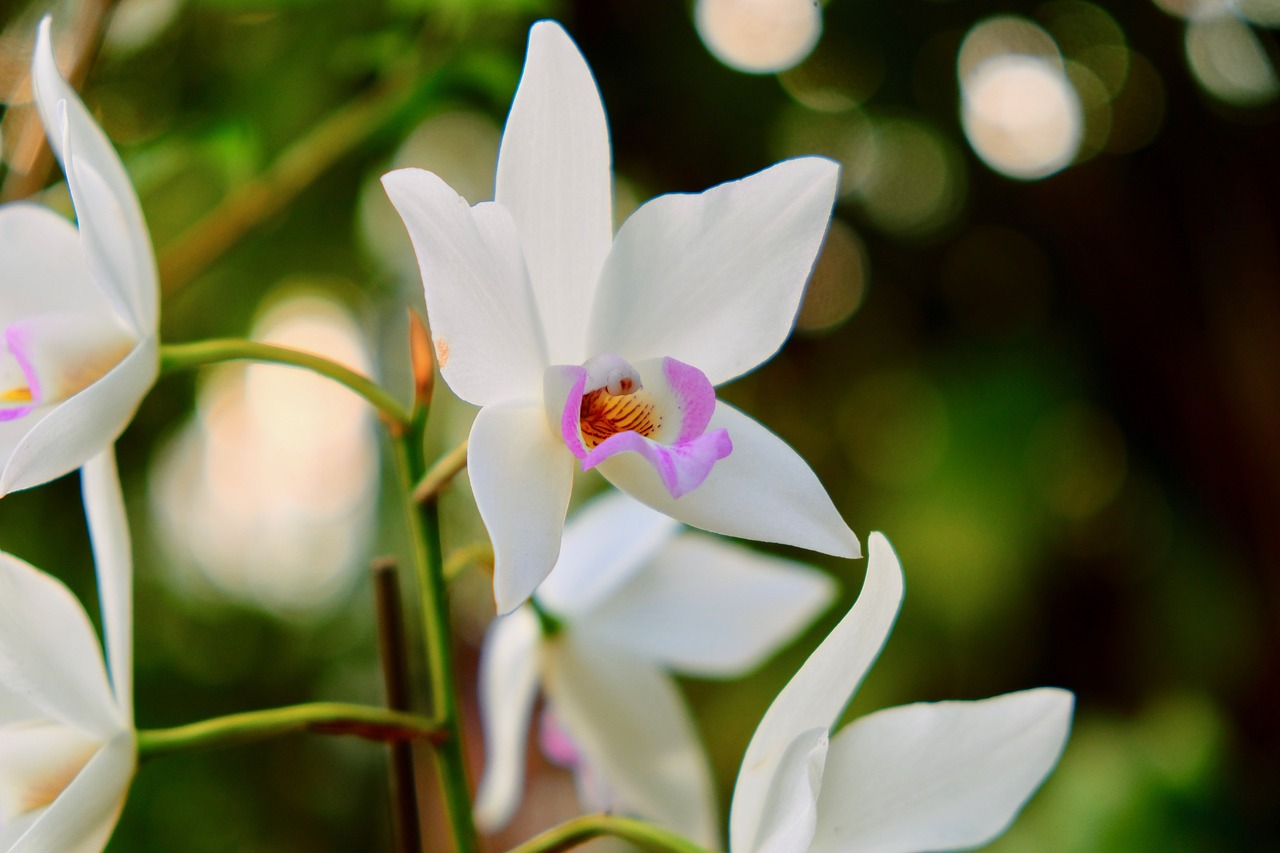 flower  petal  lily free photo