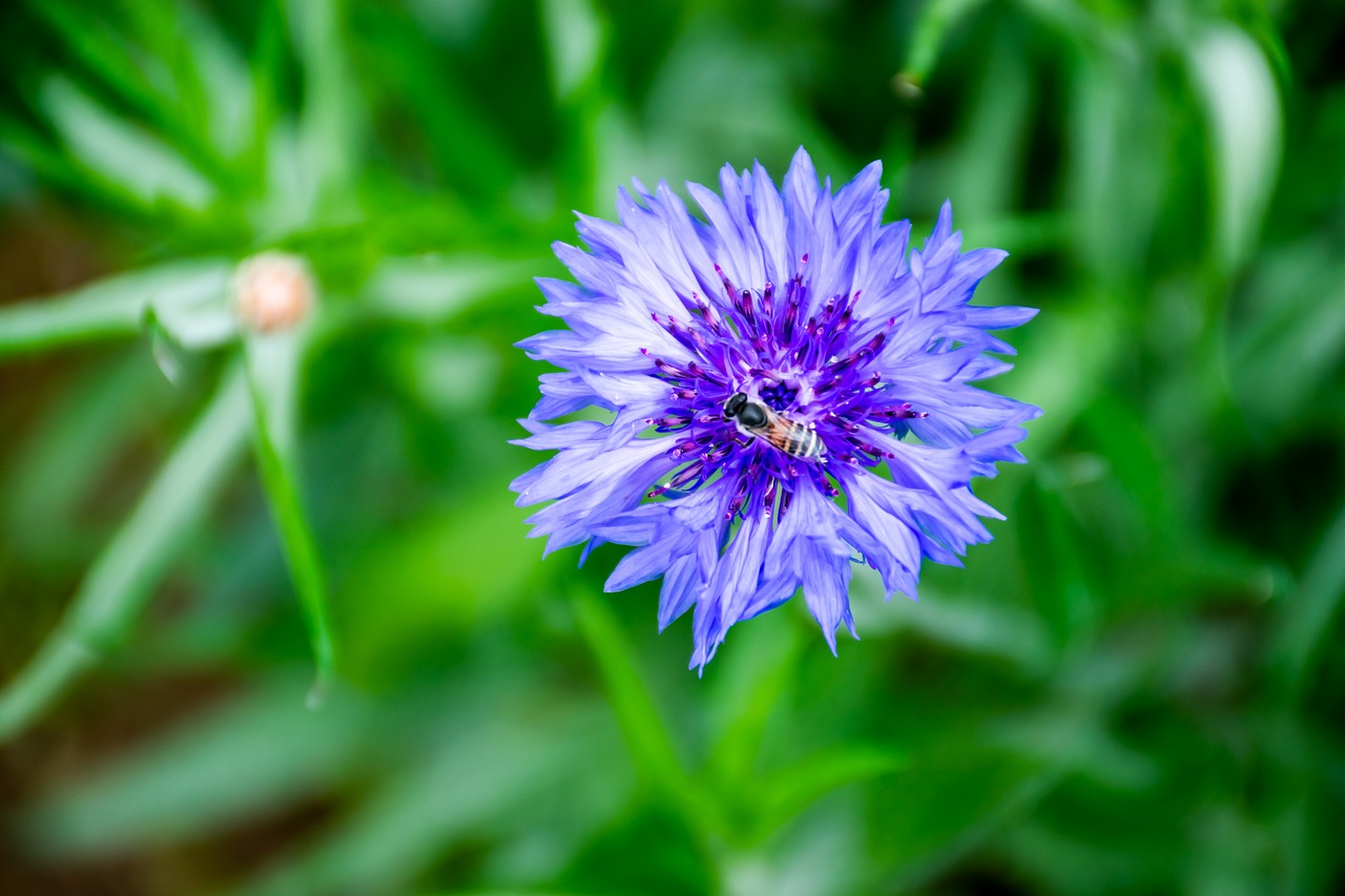 flower  bee  nature free photo