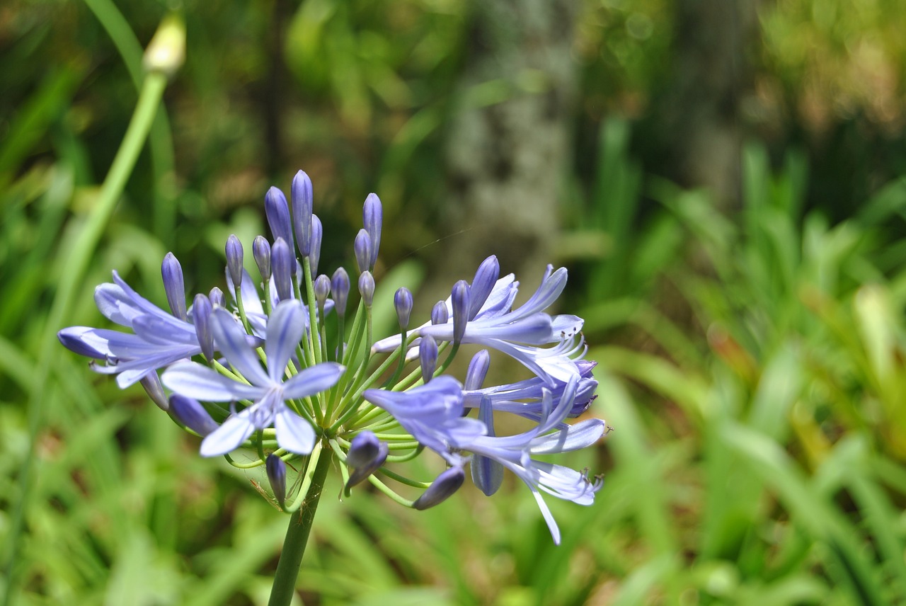 flower  flowers  flora free photo