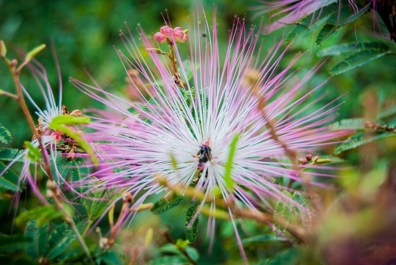 flower  flowers  flora free photo