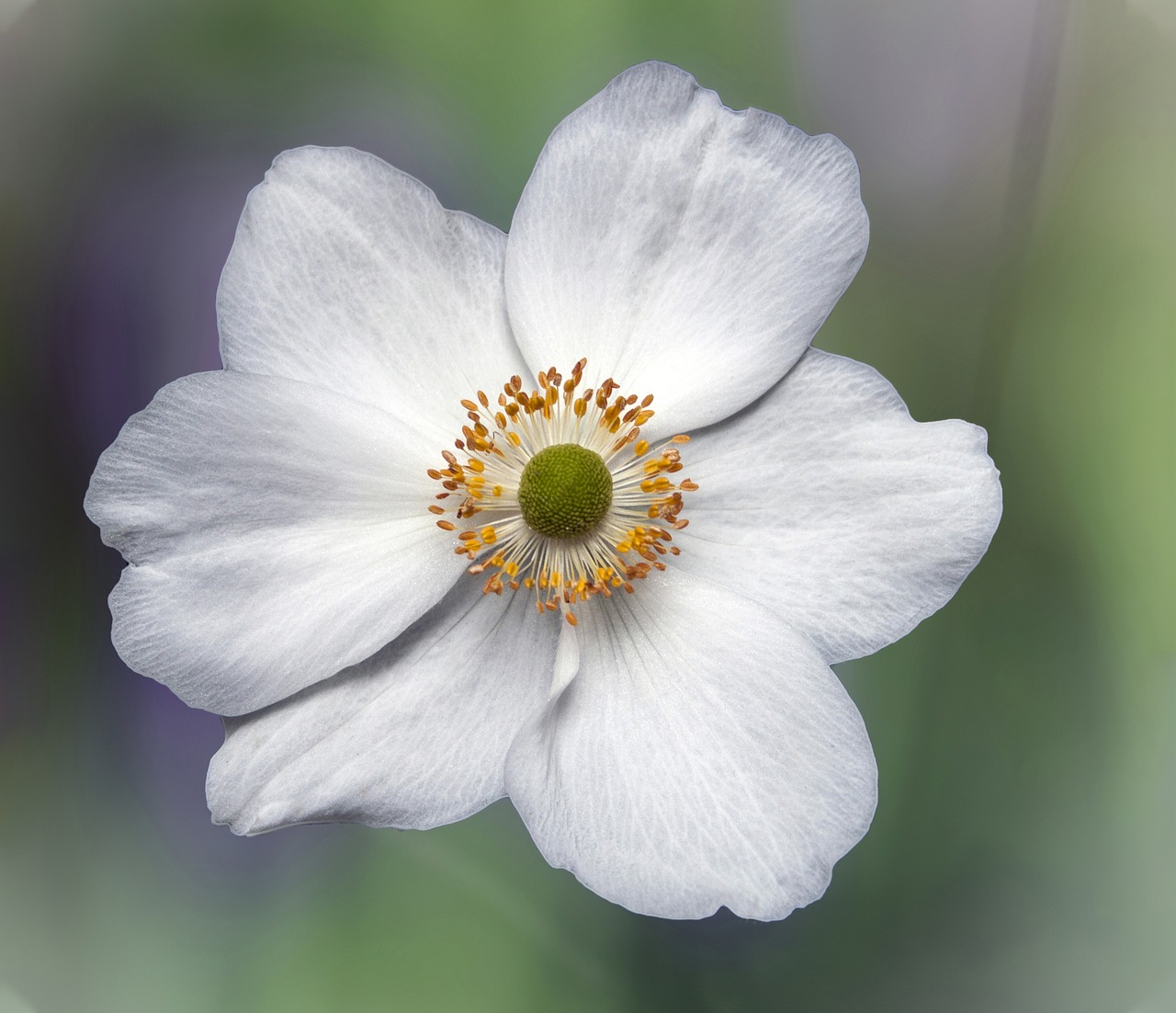 flower  garden  plant free photo