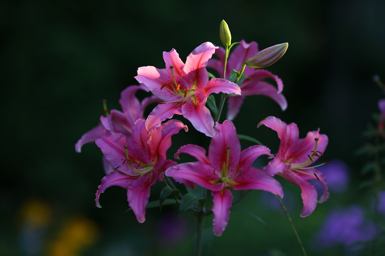 flower  lily  bloom free photo