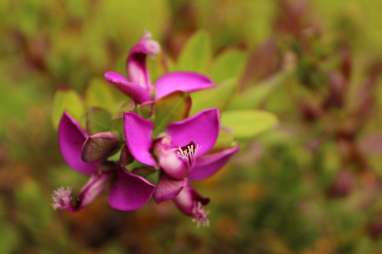 flower  garden  nature free photo