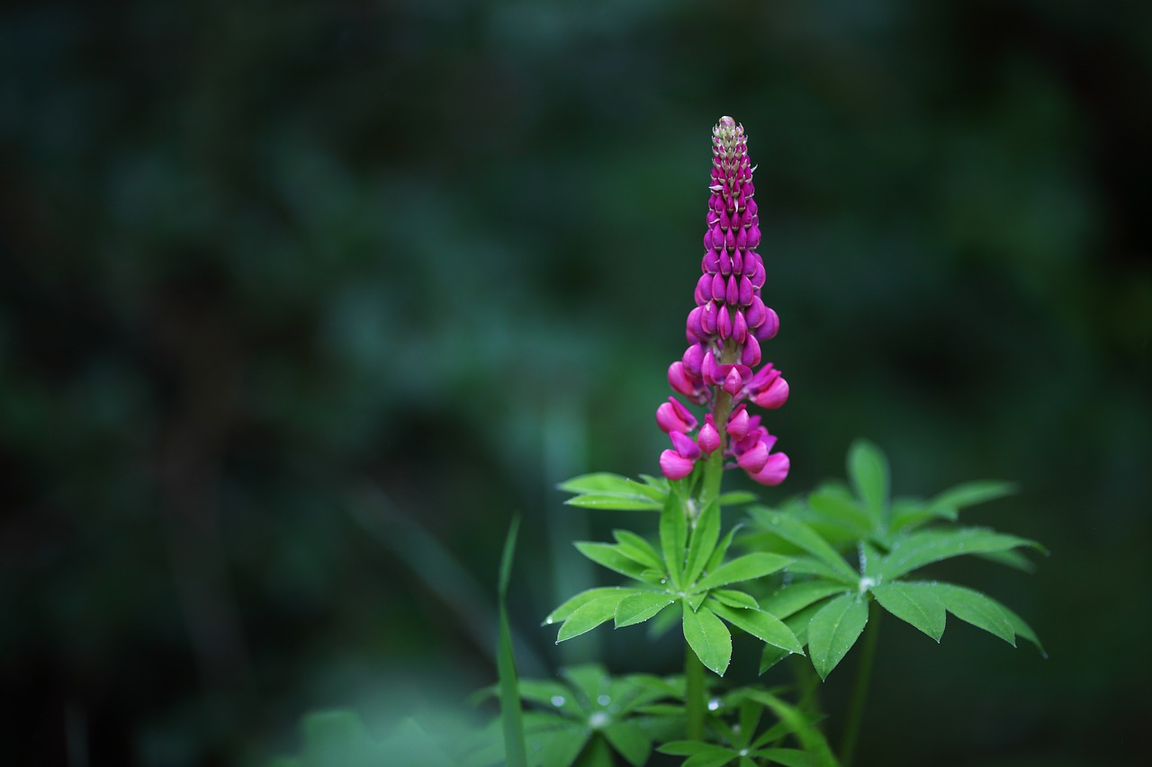 flower  floral  blossom free photo