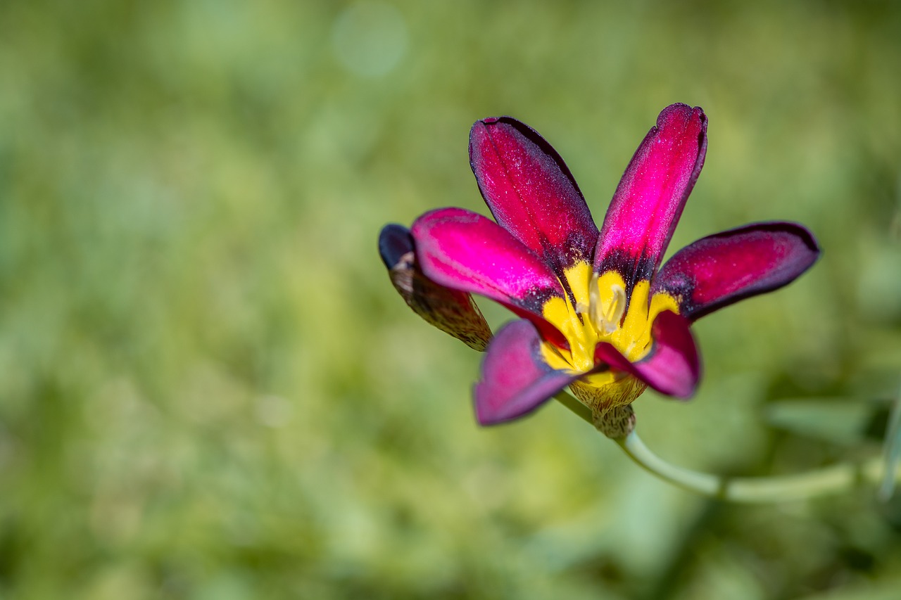 flower  pink  blossom free photo