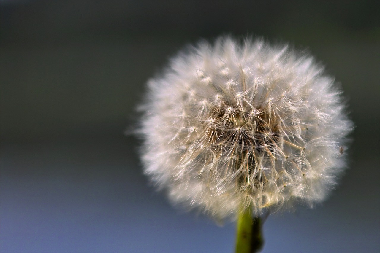 flower  blossom  bloom free photo