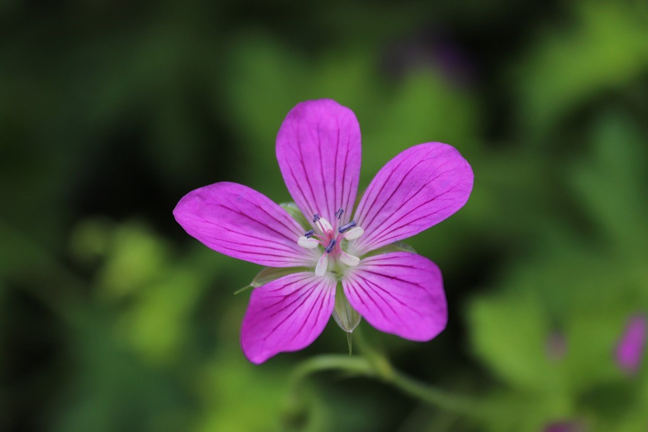 flower  blossom  bloom free photo