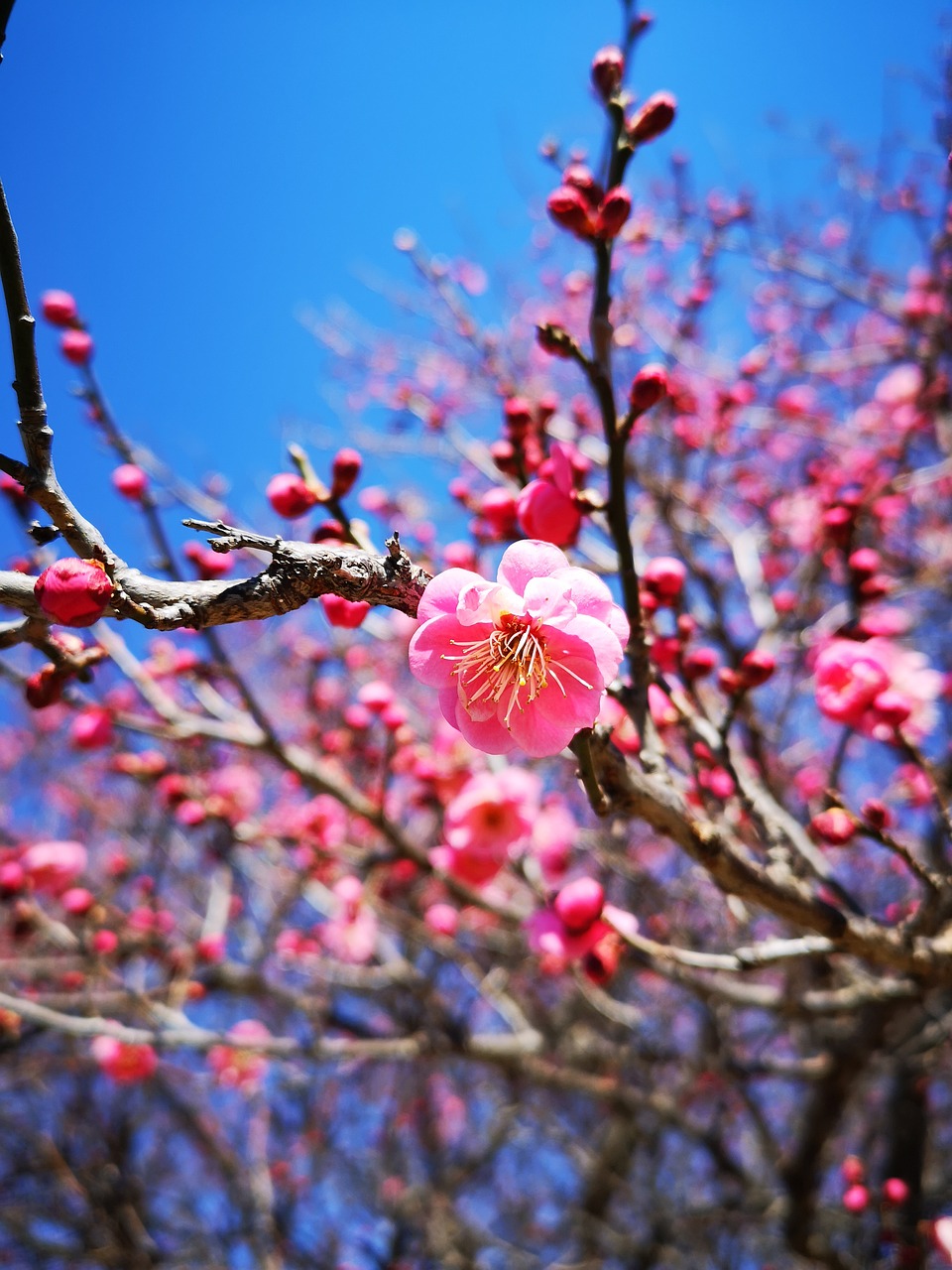 flower  tree  cherry blossom free photo