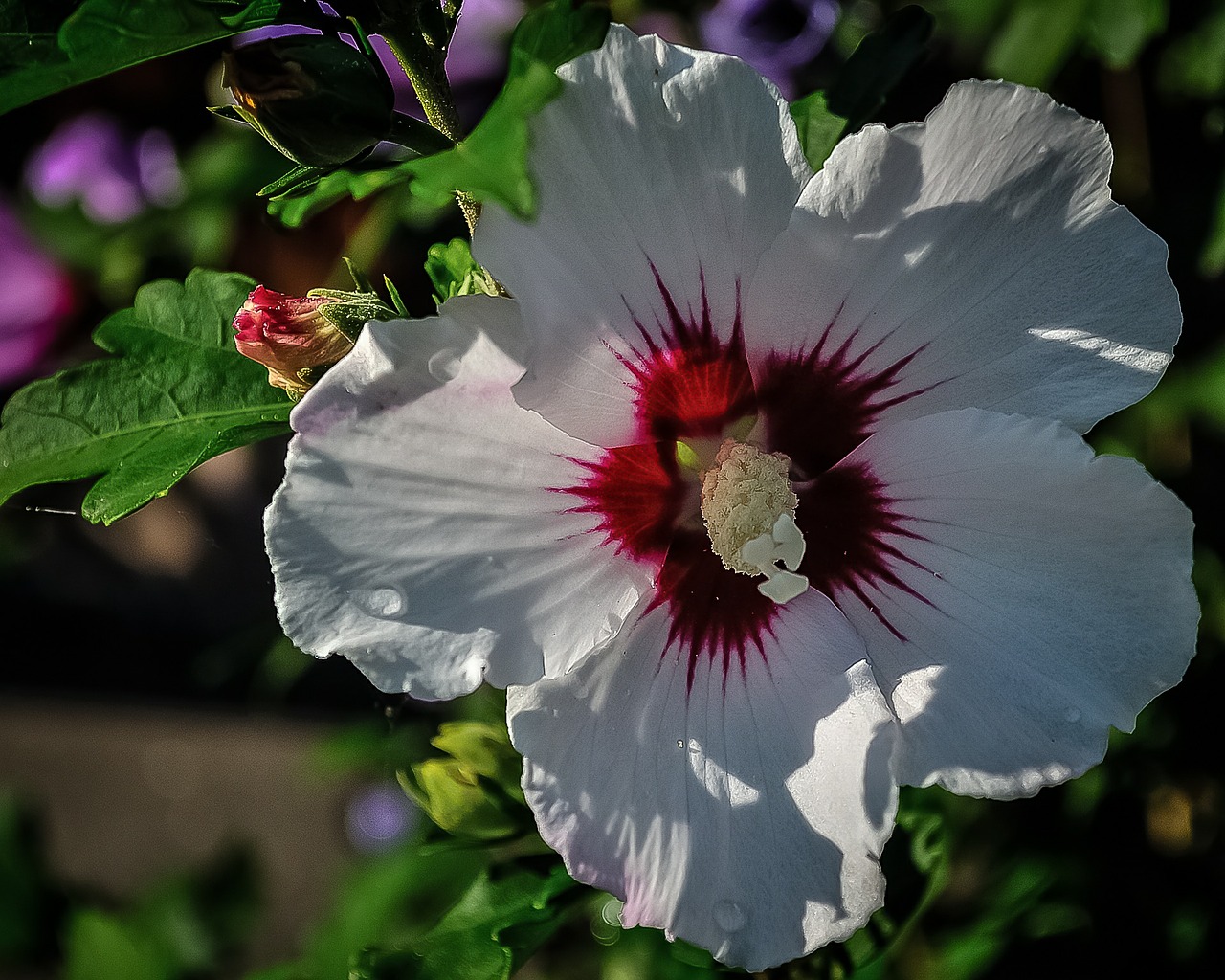 flower white red free photo