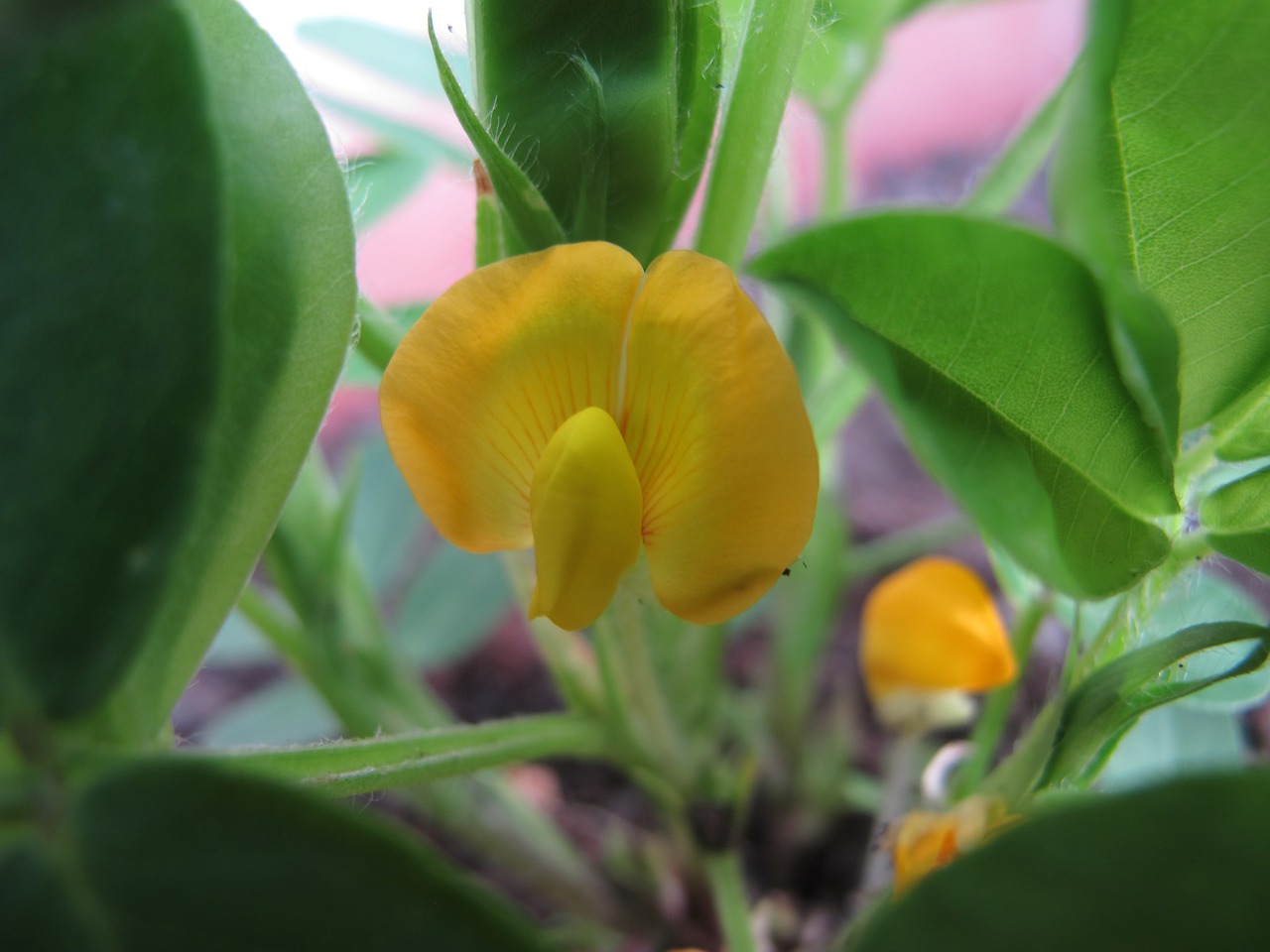 flower yellow peanut free photo