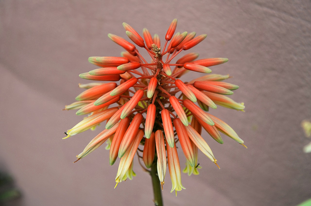 flower  macro  thimble free photo