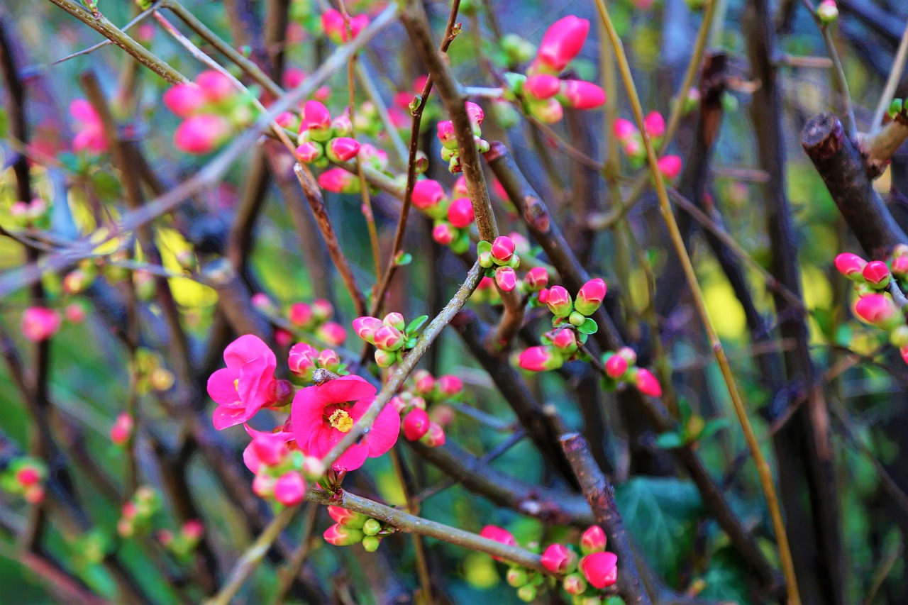 flower  spring  tree free photo