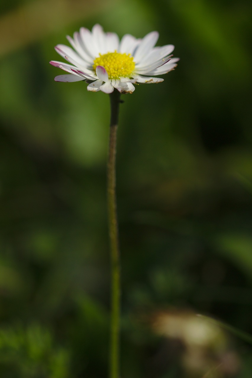 flower  white  macro free photo