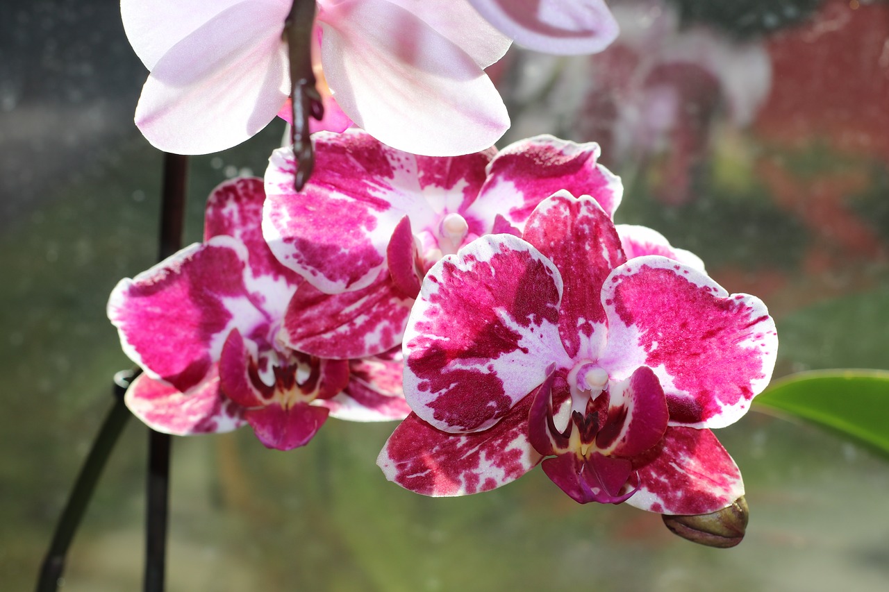 flower  orchid  orchid flower free photo