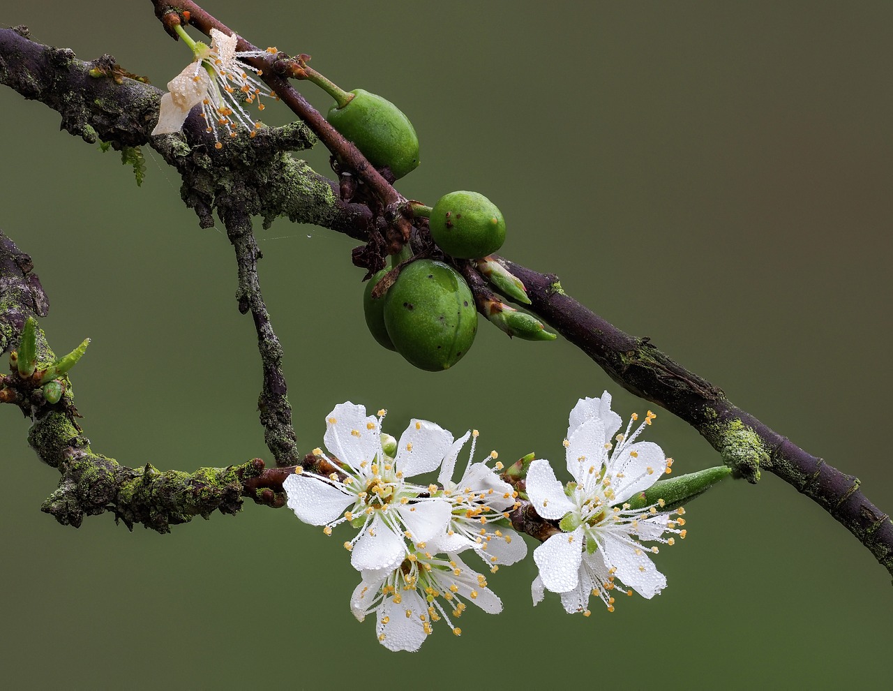 flower  the plum flower  page free photo