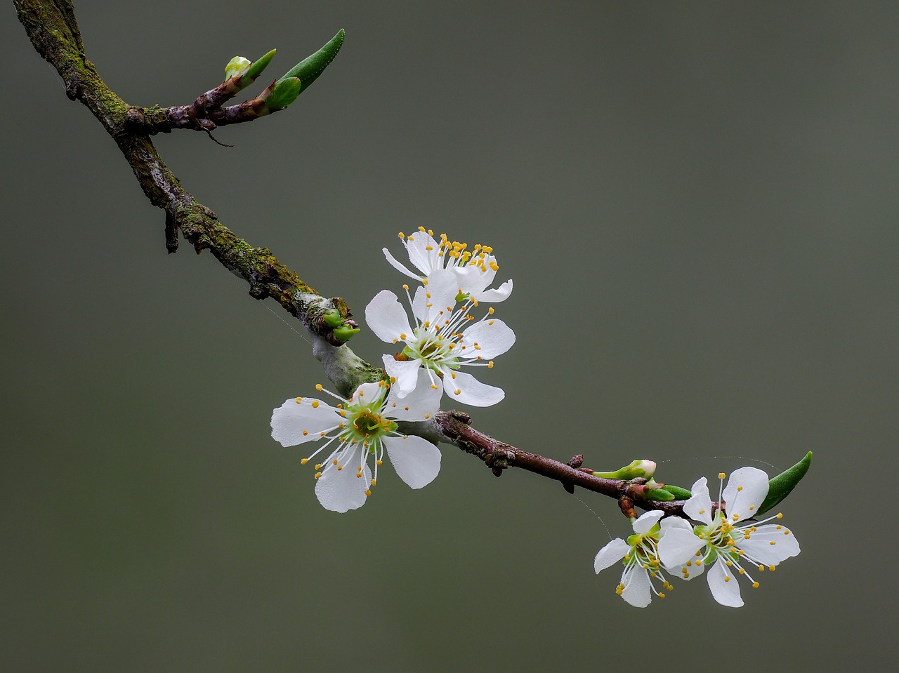 flower  the plum flower  page free photo