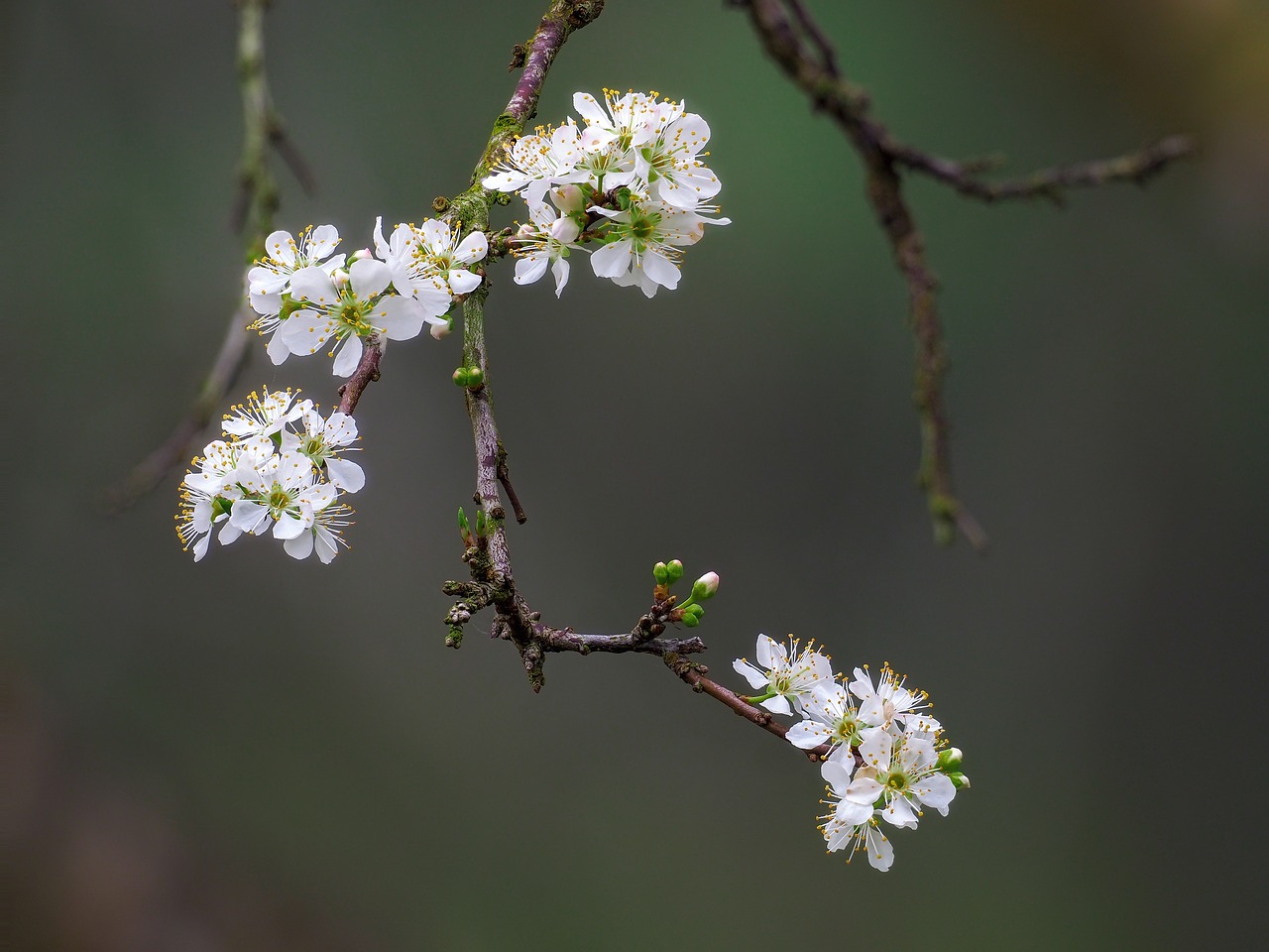 flower  the plum flower  page free photo