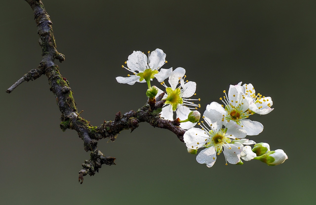 flower  the plum flower  page free photo