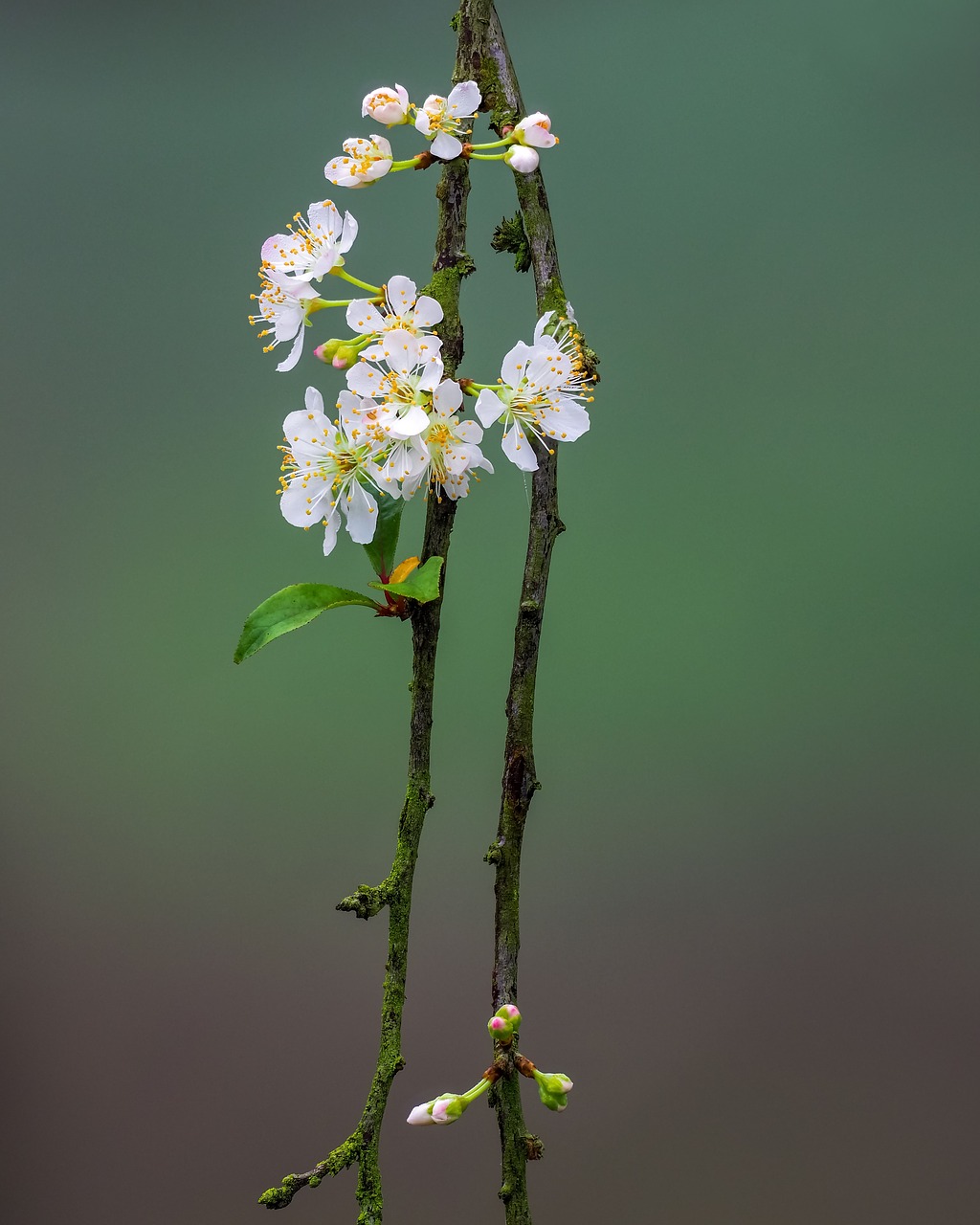 flower  the plum flower  page free photo