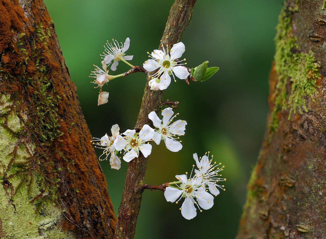 flower  the plum flower  page free photo