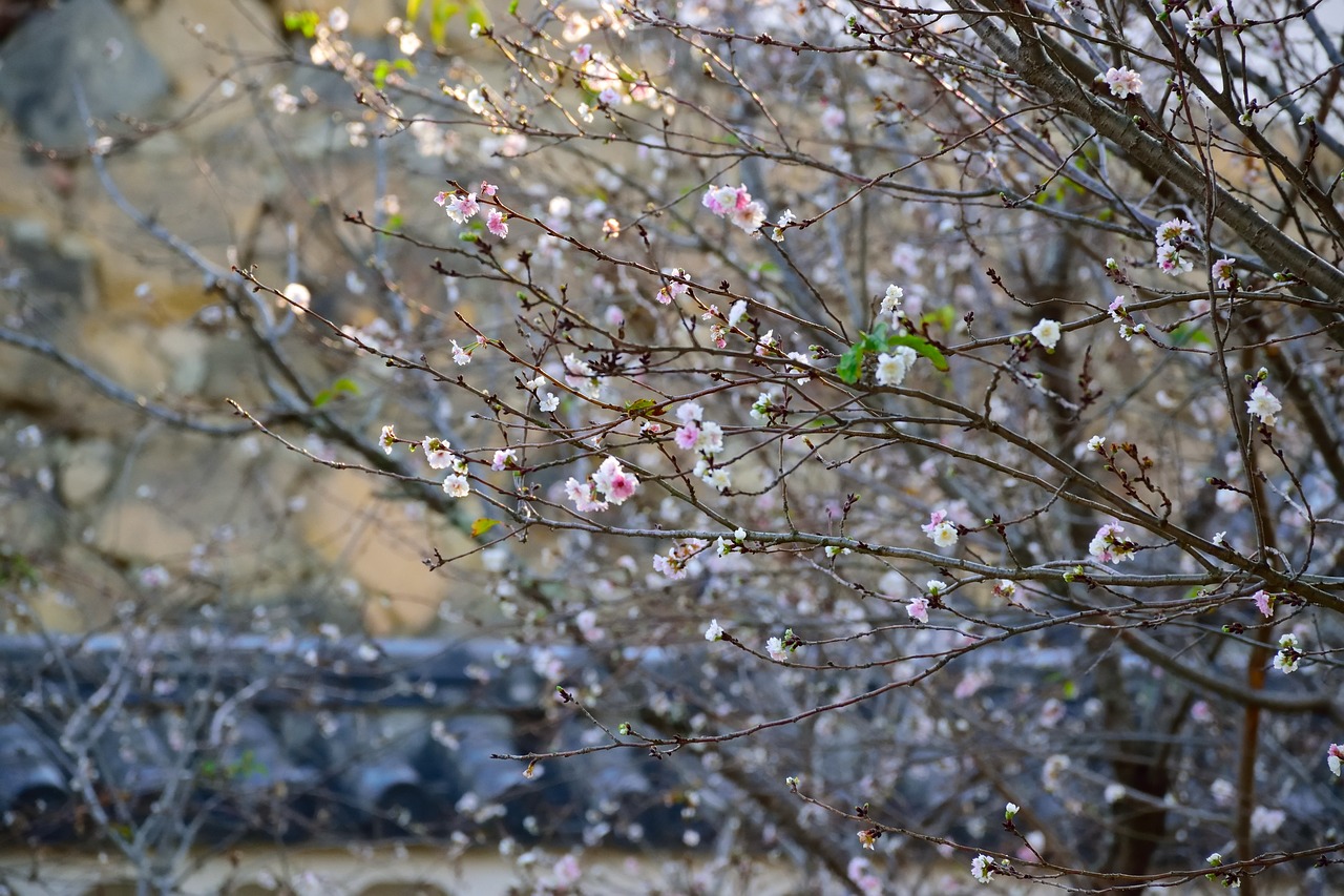 flower  white  himeiji free photo