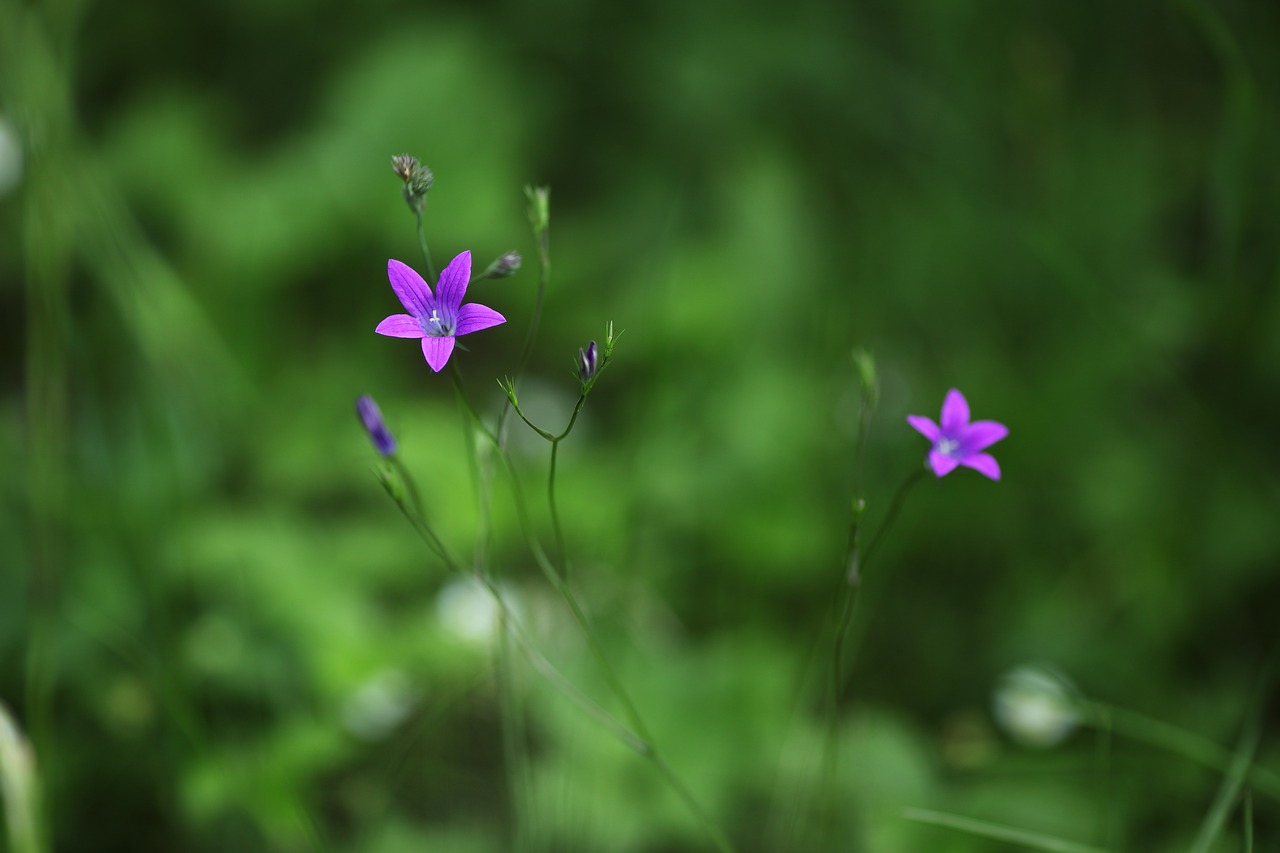 flower  flora  plant free photo