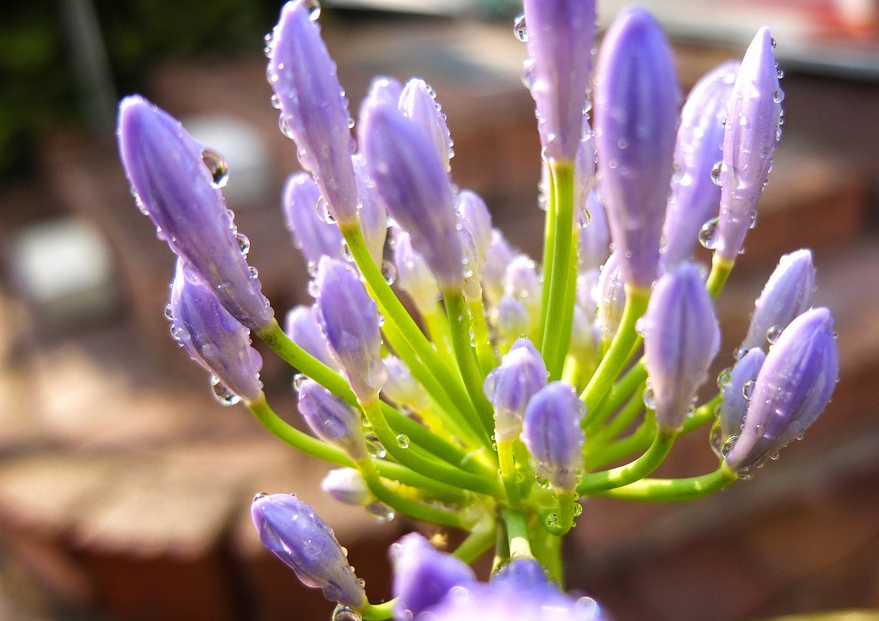 flower blossom bloom free photo