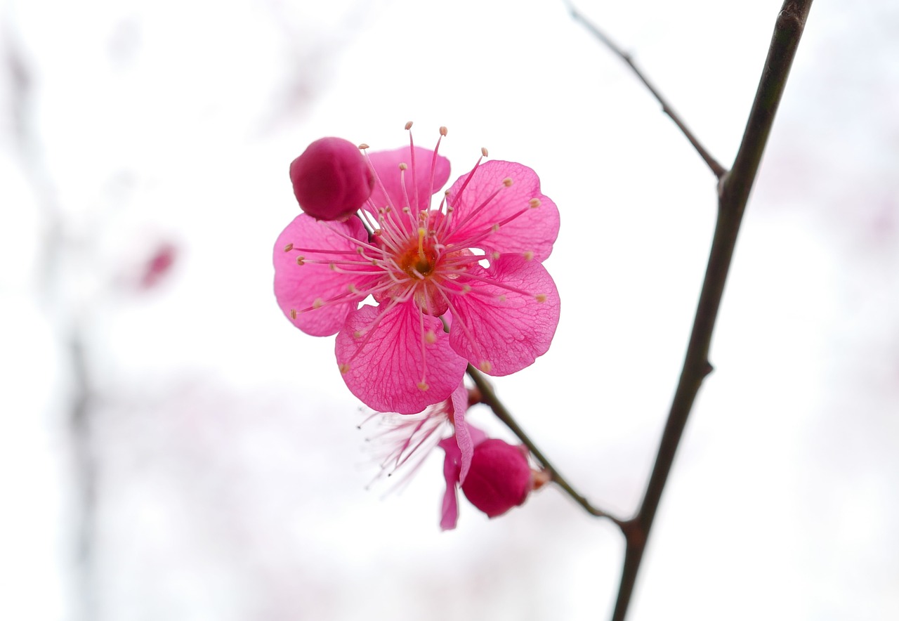 flower  nature  azalea free photo