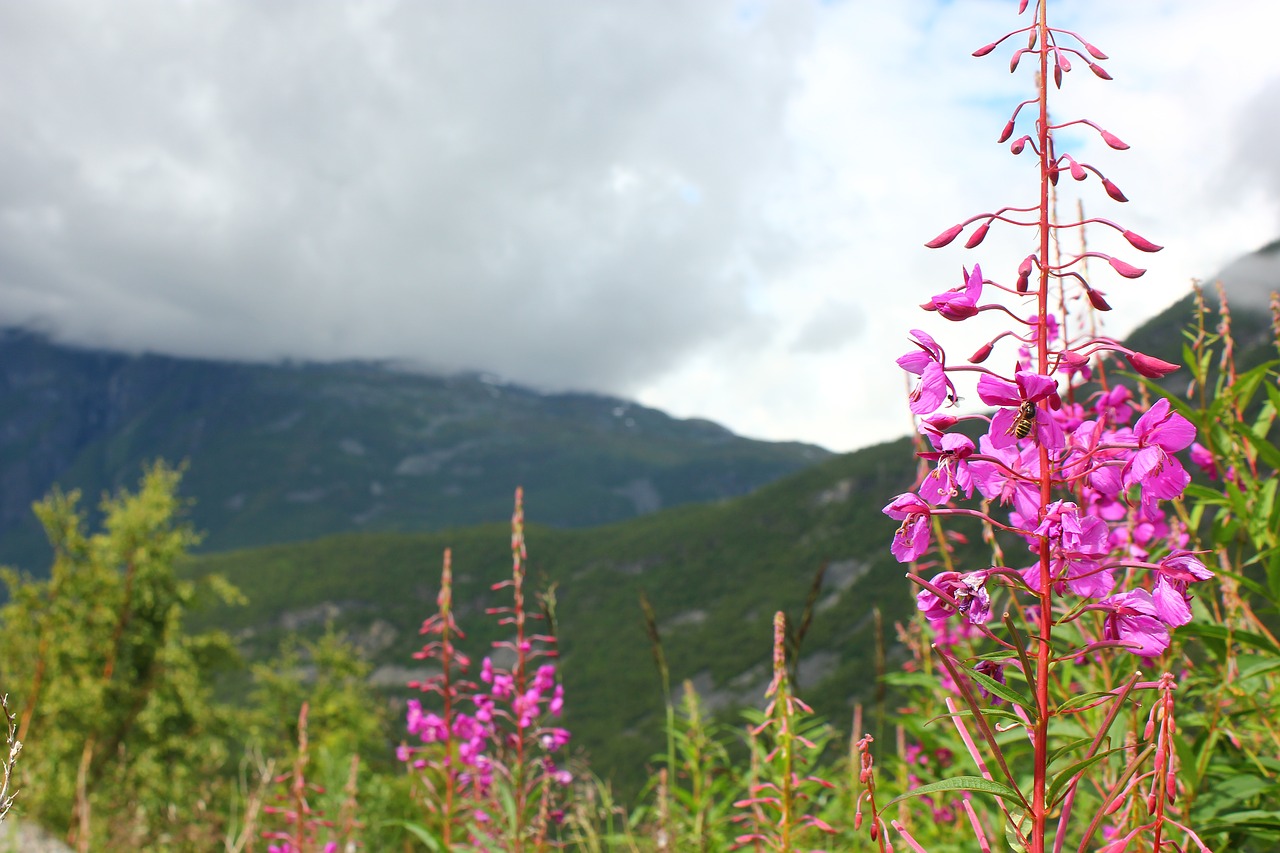 flower  summer  nature free photo