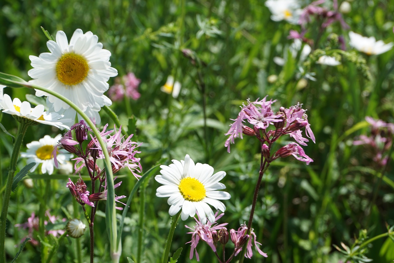 flower  blossom  bloom free photo