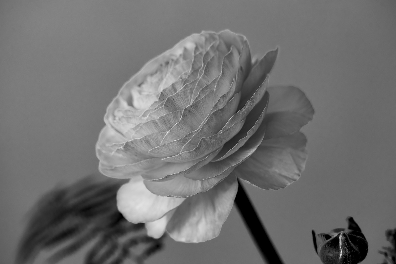 flower  ranunculus  blossom free photo