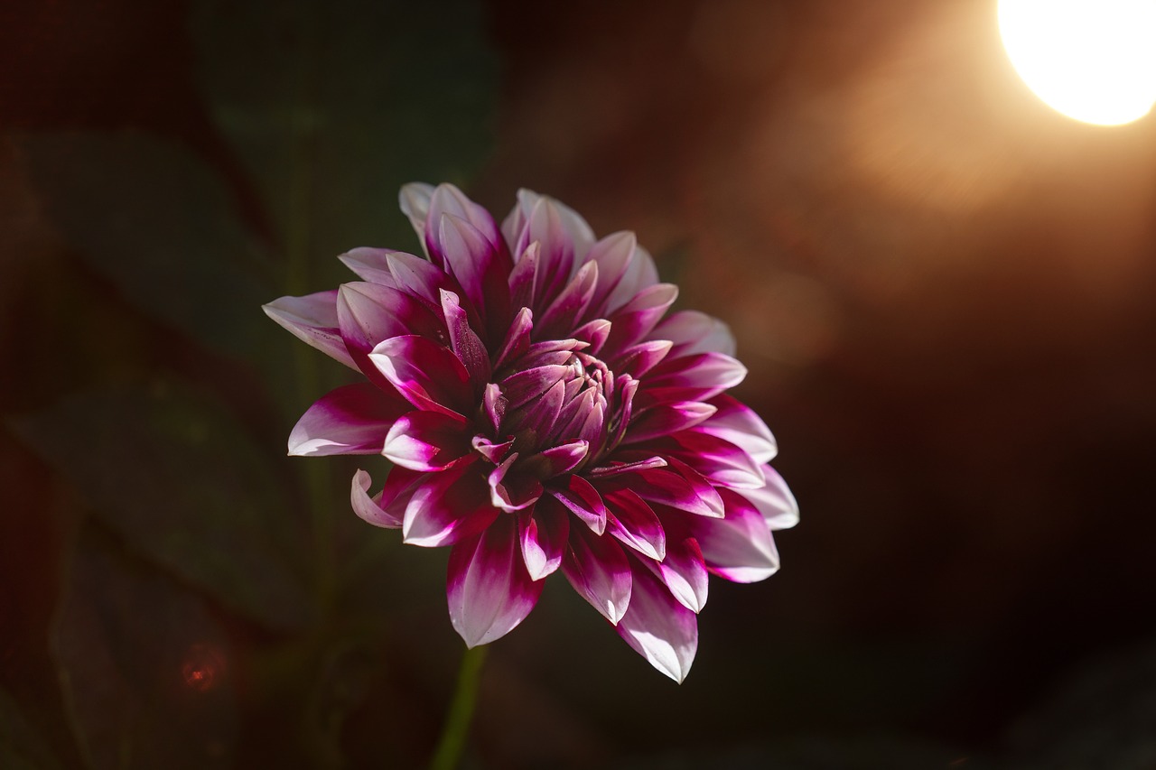 flower  dalia  dahlia free photo