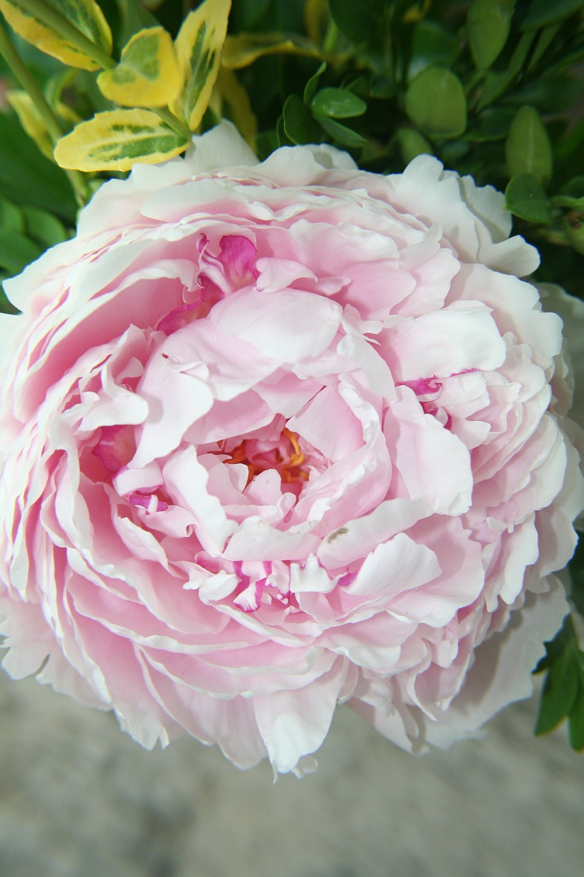 flower peony pink free photo